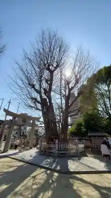 二日市八幡宮の自然