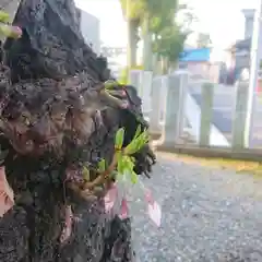 神明社（草部神明社）の自然