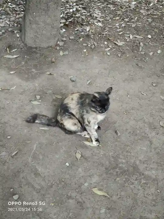 布多天神社の動物