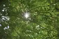 須山浅間神社の自然