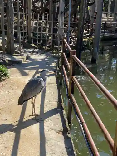 越ヶ谷久伊豆神社の動物