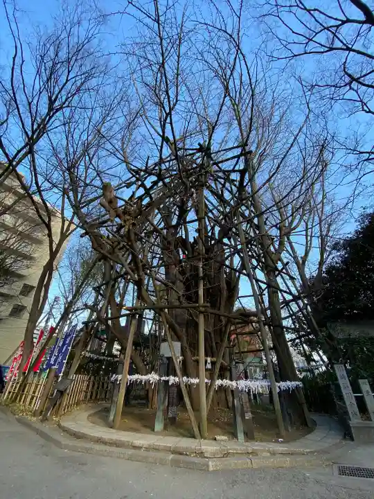 稲毛神社の自然