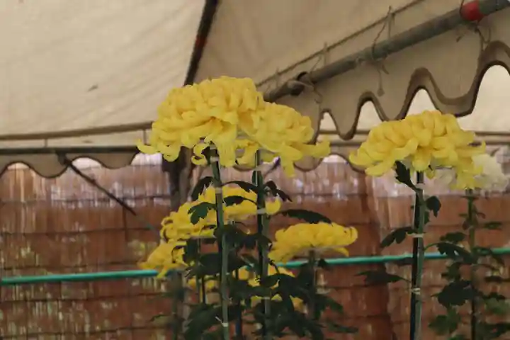 高麗神社の自然