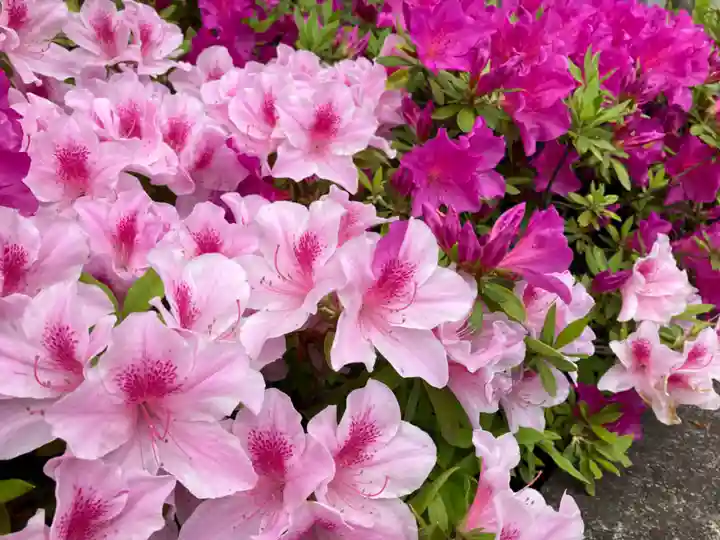 根津神社(東京都)