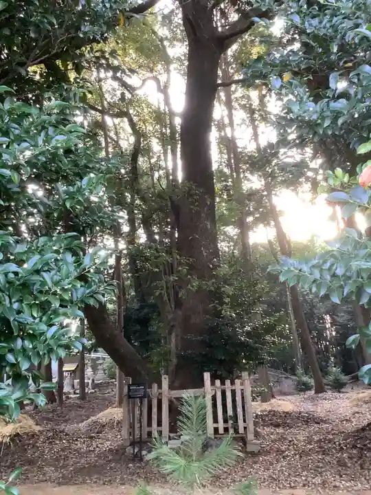 熊野社(塔野地)の自然