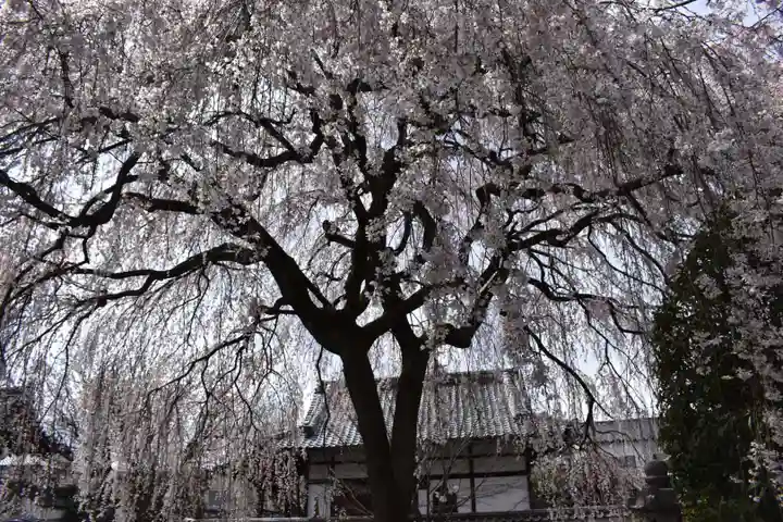 本満寺(本願満足寺)の自然
