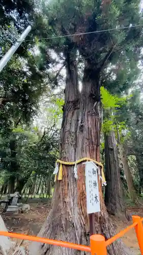 息栖神社の自然