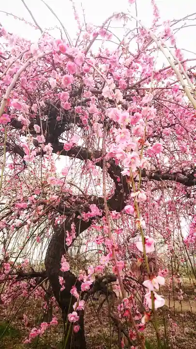 尾張大國霊神社(国府宮)の自然