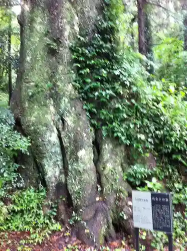 柞原八幡宮の自然