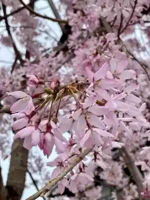 實相寺（実相寺） (京都府)