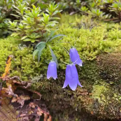 権現坂祠(神奈川県)