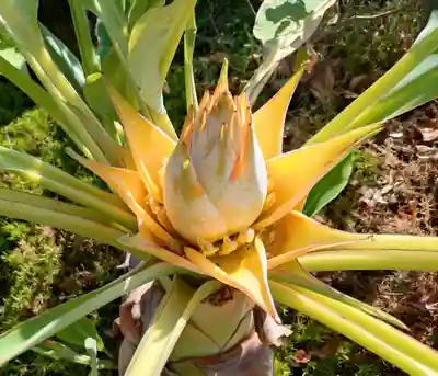 寿量山　速成寺(奈良県)