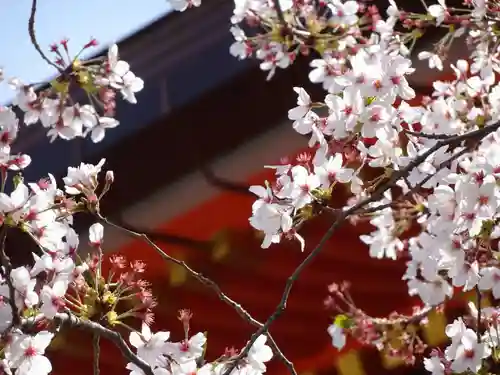 八坂神社(祇園さん)の自然