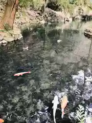 涌釜神社の動物