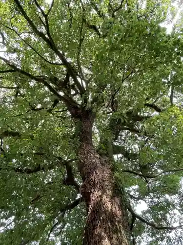 真清田神社(愛知県)