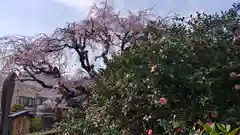 地蔵院（椿寺）の庭園