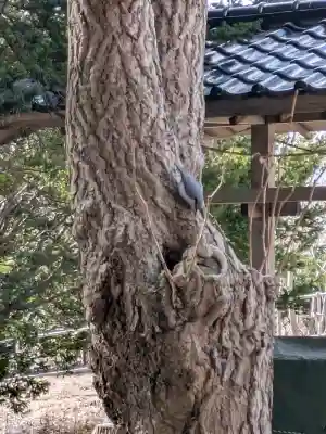 神山稲荷神社の{uncategorized: "未分類", other: "その他", undefined: "問題あり", building: "その他建物", grave: "お墓", sacred_gate: "鳥居", guardian: "狛犬", statue: "像", buddha: "仏像", history: "歴史", nature: "自然", garden: "庭園", animal: "動物", pagoda: "塔", temizu: "手水舎", mountain_gate: "山門・神門", sanctuary: "本殿・本堂", subordinate: "末社・摂社", art: "芸術", scenery: "景色", jizo: "地蔵", ema: "絵馬", goshuin: "御朱印", omikuji: "おみくじ", items: "授与品その他", amulet: "お守り", goshuincho: "御朱印帳", eats: "食事", festival: "お祭り", votive_dance: "神楽", shichigosan: "七五三参", wedding: "結婚式", experience: "体験その他", initially: "初詣", around: "周辺", anti_infection: "感染症対策"}