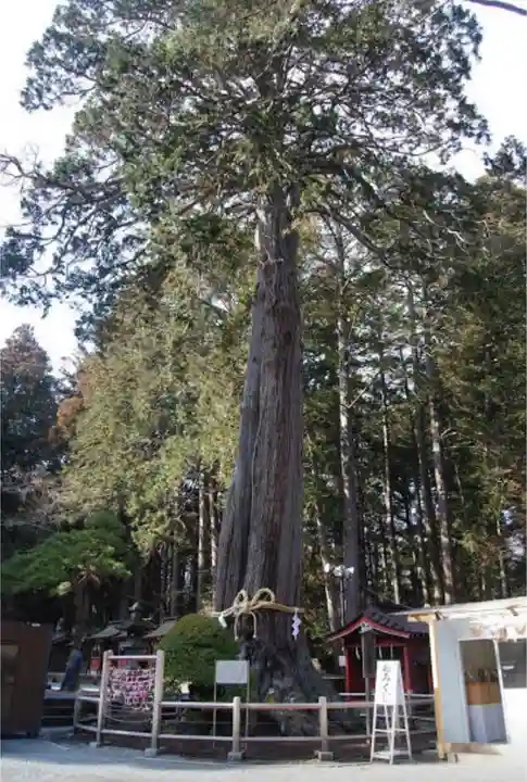 北口本宮冨士浅間神社の自然