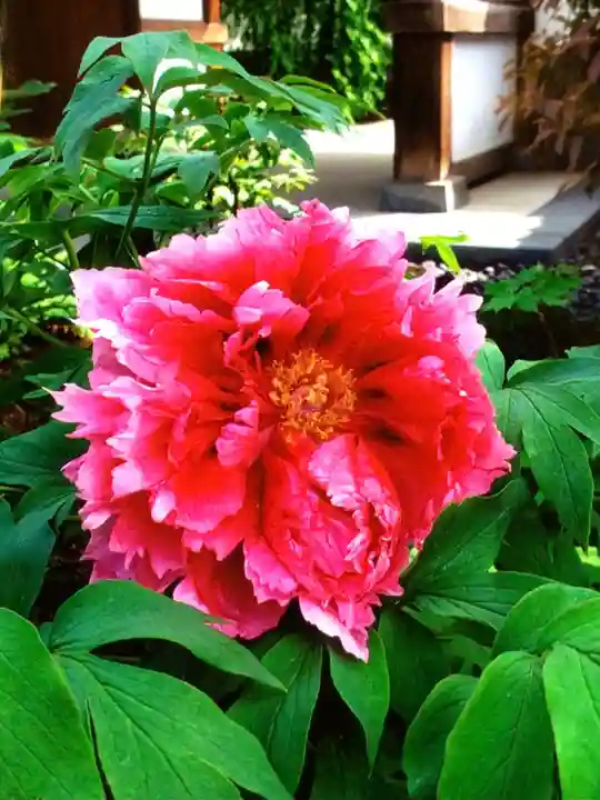 圓照寺(東京都)