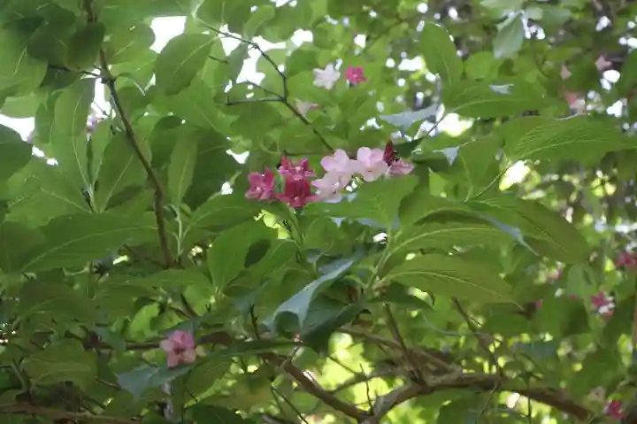 園養寺(滋賀県)