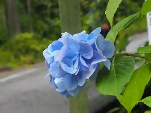 明月院(神奈川県)