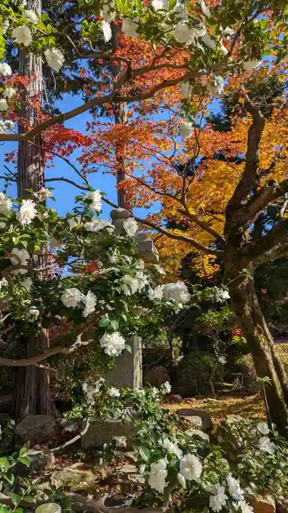 神光院(京都府)
