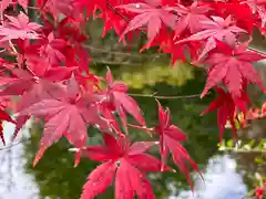 富士山本宮浅間大社(静岡県)