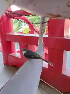 白狐山光星寺(山形県)(2024年06月01日(土) 21時04分58秒投稿)