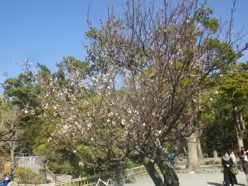 鶴岡八幡宮の自然