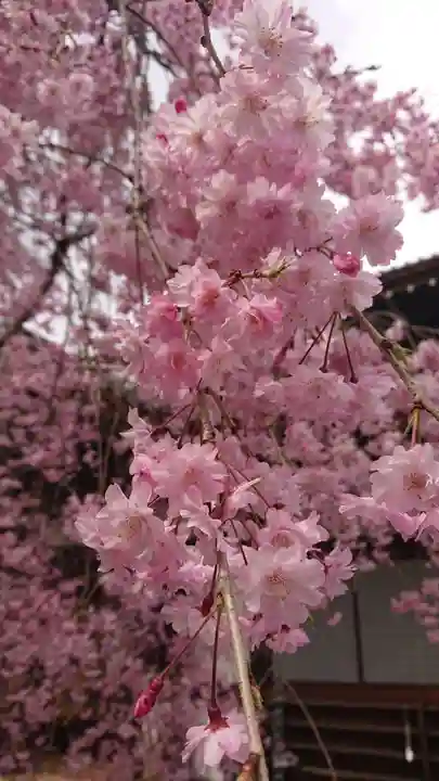 将軍塚青龍殿(青蓮院門跡)の自然