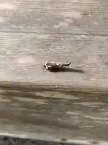 鹿島台神社の動物(2020年11月07日(土) 13時34分09秒投稿)