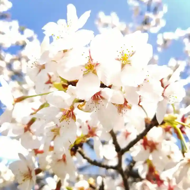 大生神社の自然