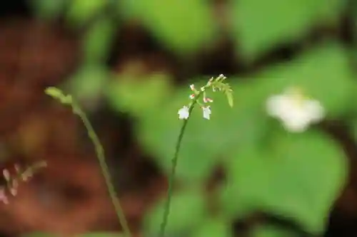 岩上神社の自然