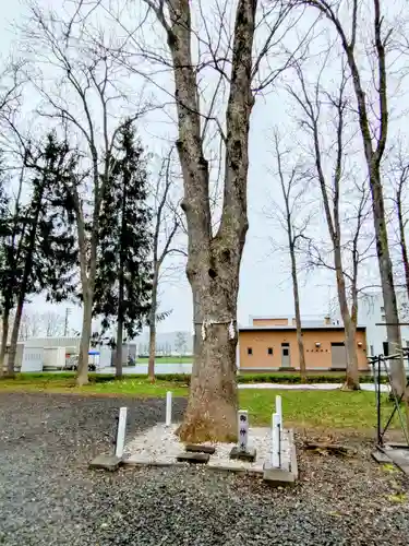 幌加内神社の自然