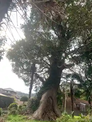 若宮神社の自然