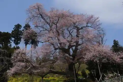 曹洞宗 永松山 龍泉寺の自然