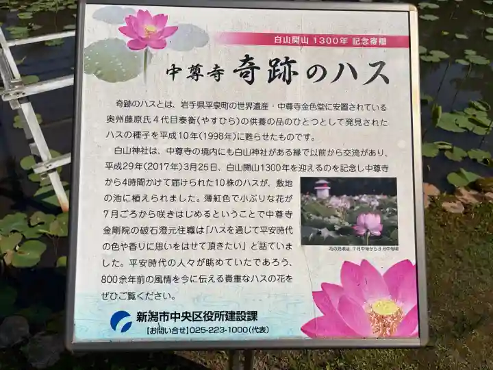 白山神社の{uncategorized: "未分類", other: "その他", undefined: "問題あり", building: "その他建物", grave: "お墓", sacred_gate: "鳥居", guardian: "狛犬", statue: "像", buddha: "仏像", history: "歴史", nature: "自然", garden: "庭園", animal: "動物", pagoda: "塔", temizu: "手水舎", mountain_gate: "山門・神門", sanctuary: "本殿・本堂", subordinate: "末社・摂社", art: "芸術", scenery: "景色", jizo: "地蔵", ema: "絵馬", goshuin: "御朱印", omikuji: "おみくじ", items: "授与品その他", amulet: "お守り", goshuincho: "御朱印帳", eats: "食事", festival: "お祭り", votive_dance: "神楽", shichigosan: "七五三参", wedding: "結婚式", experience: "体験その他", initially: "初詣", around: "周辺", anti_infection: "感染症対策"}
