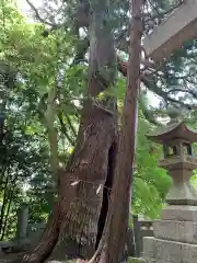 八幡社の自然