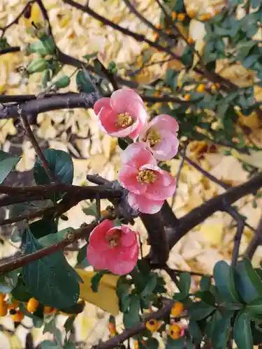 成子天神社の自然