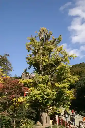 鶴岡八幡宮(神奈川県)