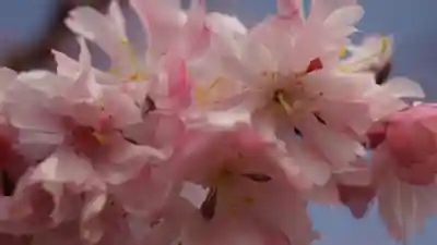 妙蓮寺(京都府)
