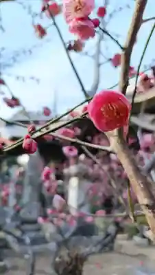 椎尾山薬王院の{uncategorized: "未分類", other: "その他", undefined: "問題あり", building: "その他建物", grave: "お墓", sacred_gate: "鳥居", guardian: "狛犬", statue: "像", buddha: "仏像", history: "歴史", nature: "自然", garden: "庭園", animal: "動物", pagoda: "塔", temizu: "手水舎", mountain_gate: "山門・神門", sanctuary: "本殿・本堂", subordinate: "末社・摂社", art: "芸術", scenery: "景色", jizo: "地蔵", ema: "絵馬", goshuin: "御朱印", omikuji: "おみくじ", items: "授与品その他", amulet: "お守り", goshuincho: "御朱印帳", eats: "食事", festival: "お祭り", votive_dance: "神楽", shichigosan: "七五三参", wedding: "結婚式", experience: "体験その他", initially: "初詣", around: "周辺", anti_infection: "感染症対策"}