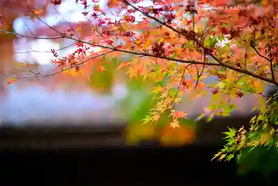 円覚寺(神奈川県)