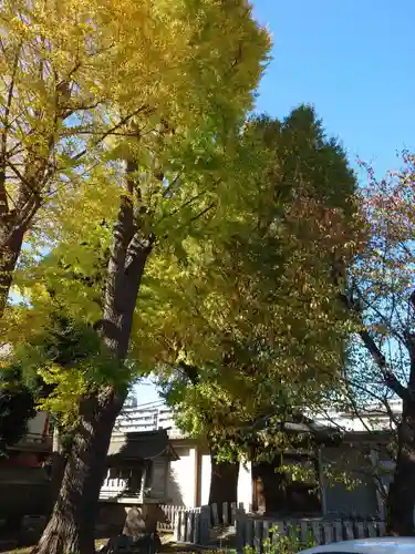 戸部杉山神社の自然