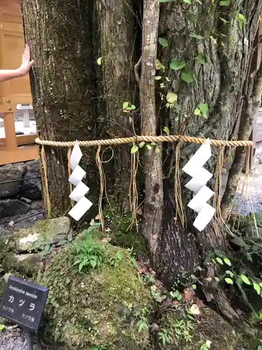 貴船神社奥宮の自然