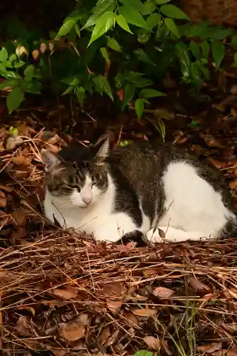 琴彈八幡宮(香川県)