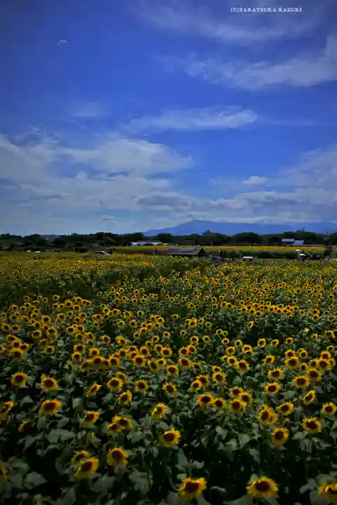 座間神社(神奈川県)