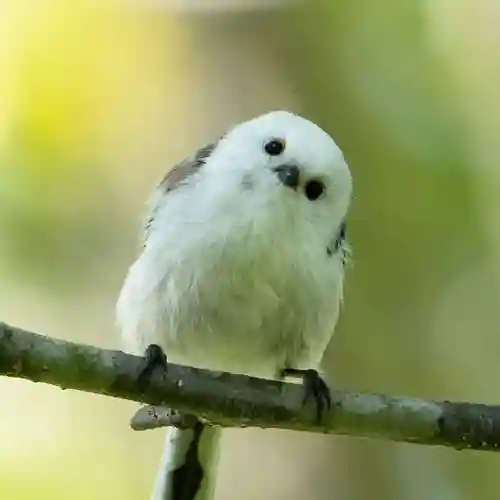 帯廣神社の動物