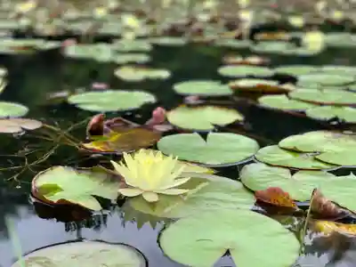 みそぎ御殿の自然