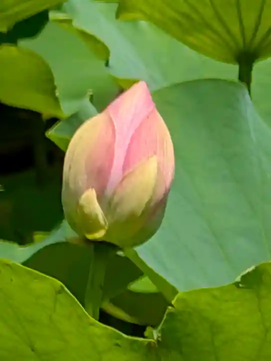 旗上弁財天社(神奈川県)